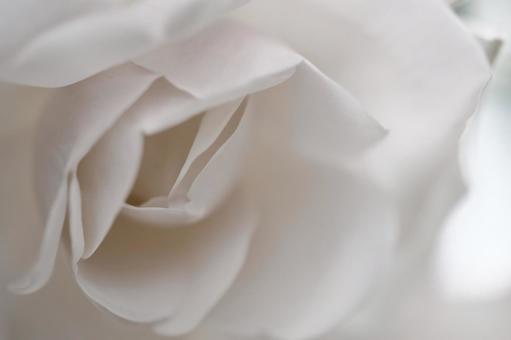 白いバラの花 白いバラの花の写真