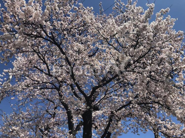平成を締めくくる青空に映える見事な一本桜 桜,春,青い空の写真素材