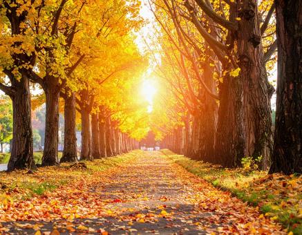 光輝く落葉した紅葉の道 光輝く落葉した紅葉の道の写真