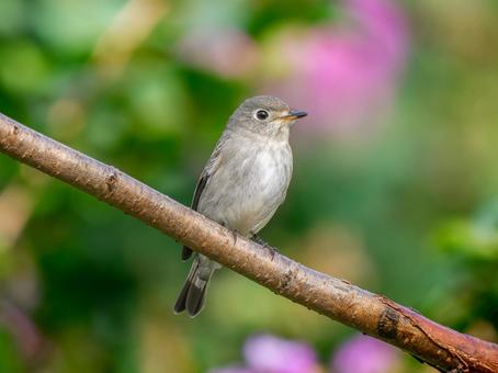 枝にとまるコサメビタキ 枝にとまるコサメビタキ コサメビタキ,野鳥,鳥の写真素材
