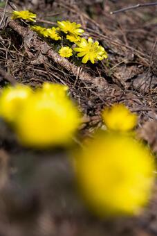 福寿草の花 福寿草の花の写真