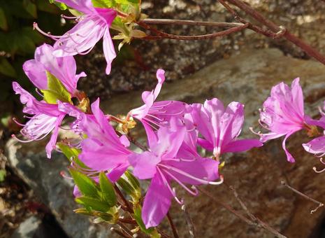 Azalea 03, JPG Azalea 03, JPG
