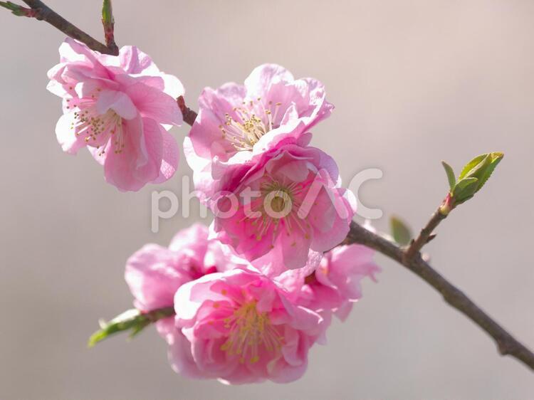 満開の平岡梅林公園 梅,梅林公園,花の写真素材