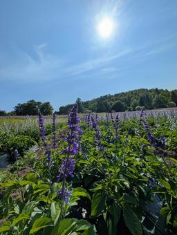サルビア サルビア 花,サルビア,滝野の写真素材