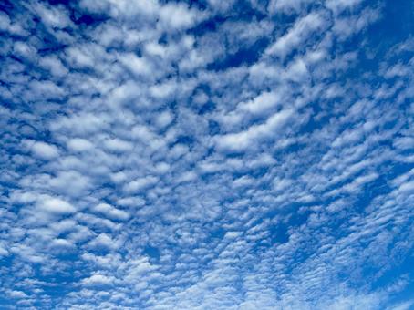 秋のうろこ雲 秋のうろこ雲の写真