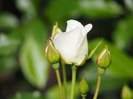 白いバラ　アイスバーグ　つぼみ⑨ バラ,薔薇,花の写真素材