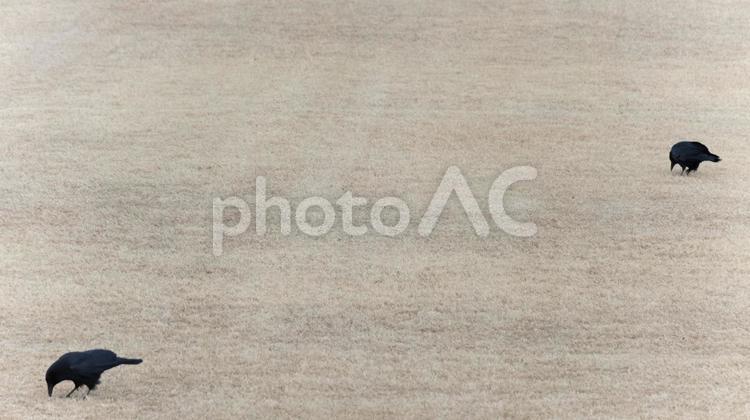 青い空と木の枝に止まっている野鳥 野鳥,メジロ,鳥の写真素材