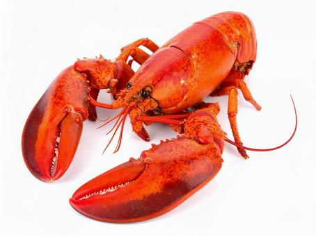 ロブスター ロブスターの写真