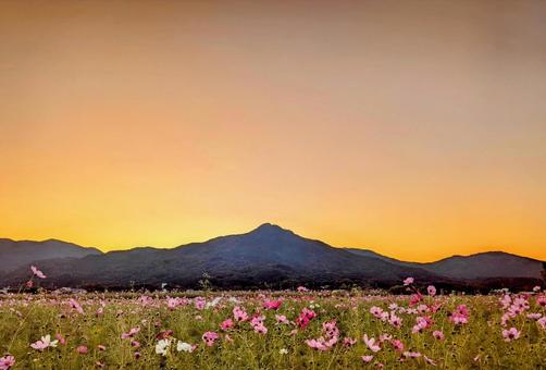 夕暮れのコスモス畑 コスモス,秋,晩秋の写真素材