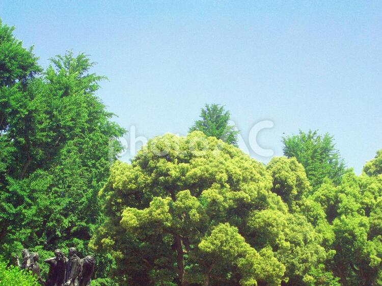樹木と青空 樹木,植物,木の写真素材