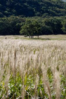 大分県　タデ原湿原のススキ 晩秋,11月,ビーナスラインの写真素材