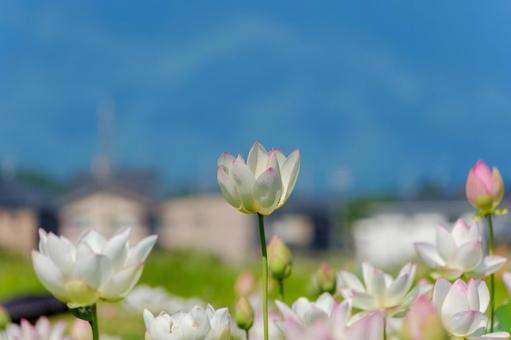 青空に凛と咲く蓮の花 青空に凛と咲く蓮の花の写真