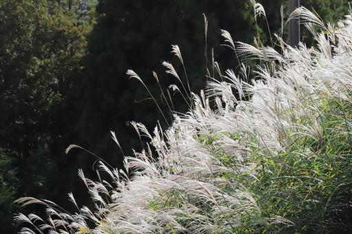 初秋のススキ 初秋のススキの写真
