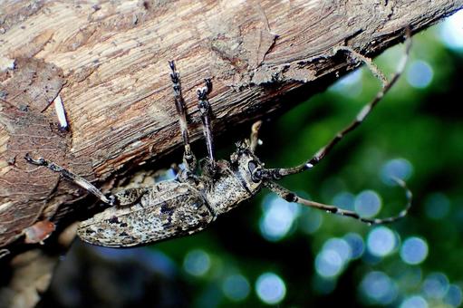 カタシロゴマフカミキリ カタシロゴマフカミキリ,カミキリムシ,甲虫の写真素材