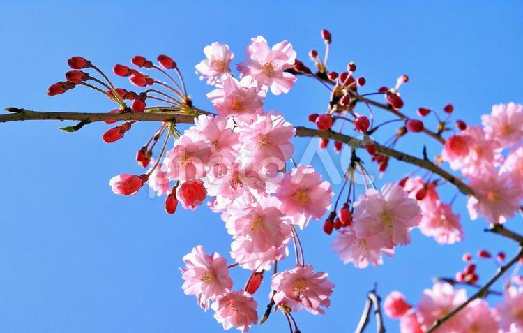 枝垂れ八重桜の花と青空 桜,シダレザクラ,八重桜の写真素材
