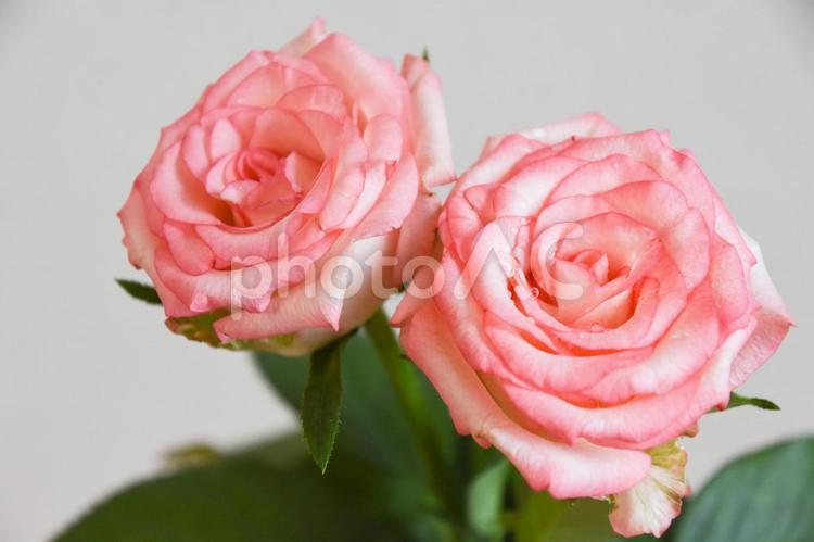 濡れたピンクのばら 水滴,ばら,薔薇の写真素材
