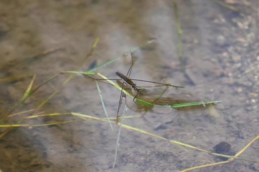 ９月中旬の田んぼのアメンボの写真