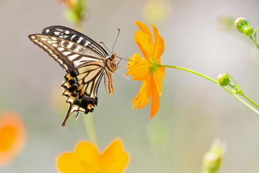 A swallowtail butterfly sucking nectar from a yellow cosmos, JPG A swallowtail butterfly sucking nectar from a yellow cosmos, JPG