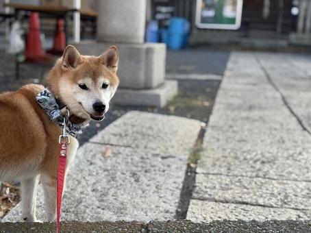 神社に参拝しに来た柴犬 神社に参拝しに来た柴犬 柴犬,犬,石畳の写真素材