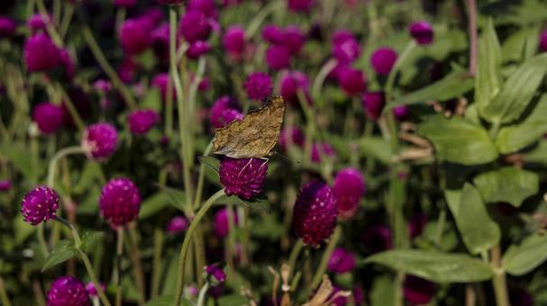 【虫の写真】キタテハ 黄立羽,蝶々,千日紅の写真素材