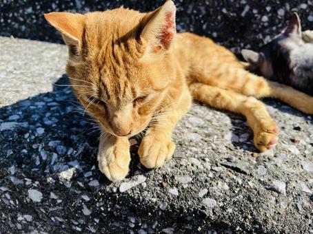 かわいいネコちゃん 茶色,野良猫,ノラネコの写真素材
