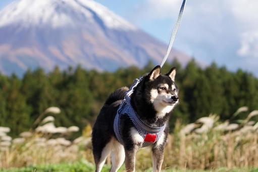 柴犬のポートレート（豆柴） 犬,柴犬,黒柴の写真素材