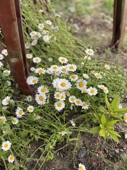 カモミール カモミール,ハーブ,花の写真素材