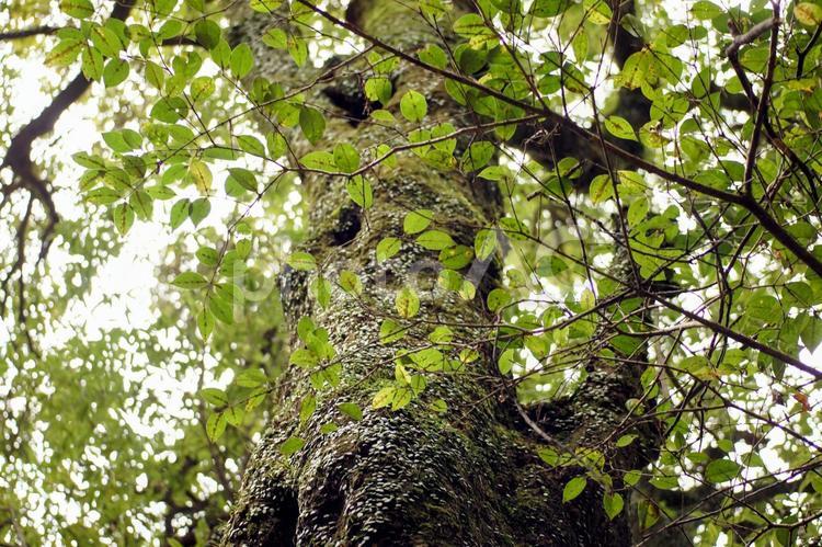 下から見上げた大木・御神木 神木,御神木,大木の写真素材