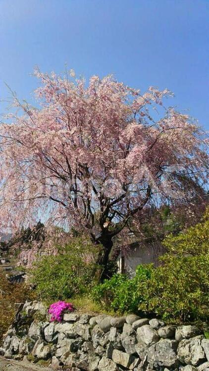 田舎の桜 (物語),チェリー,ブランチの写真素材