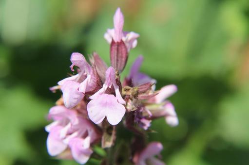 Sage Close-up, JPG