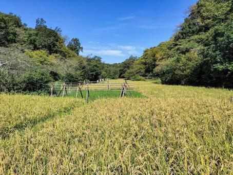 稲穂の実る初秋の稲田 舞岡公園 稲穂の実る初秋の稲田 舞岡公園 稲田,稲穂,米作りの写真素材