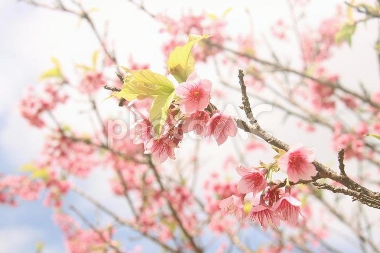 沖縄の桜　寒緋桜  桜,サクラ,沖縄の写真素材