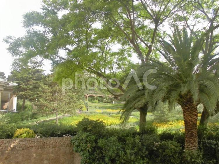 グエル公園の木 スペイン,バルセロナ,グエル公園の写真素材