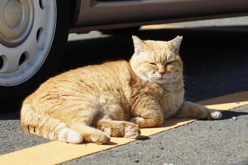 ねこ ねこの写真