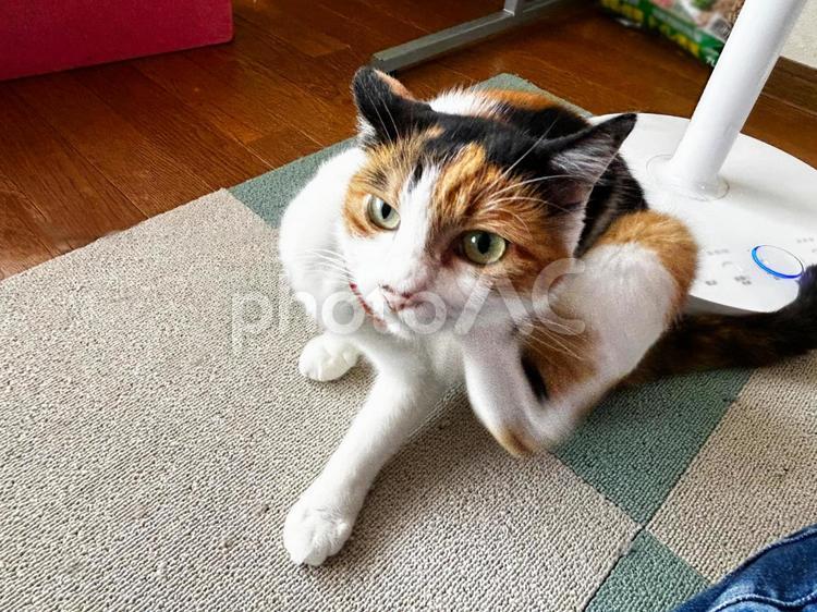 顎下をかく三毛猫 三毛猫,calico,catの写真素材