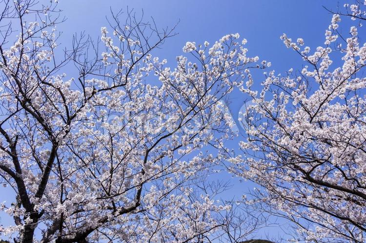 滝頭公園の桜17（田原市） サクラ,桜,田原市の写真素材