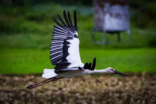 コウノトリ コウノトリの写真
