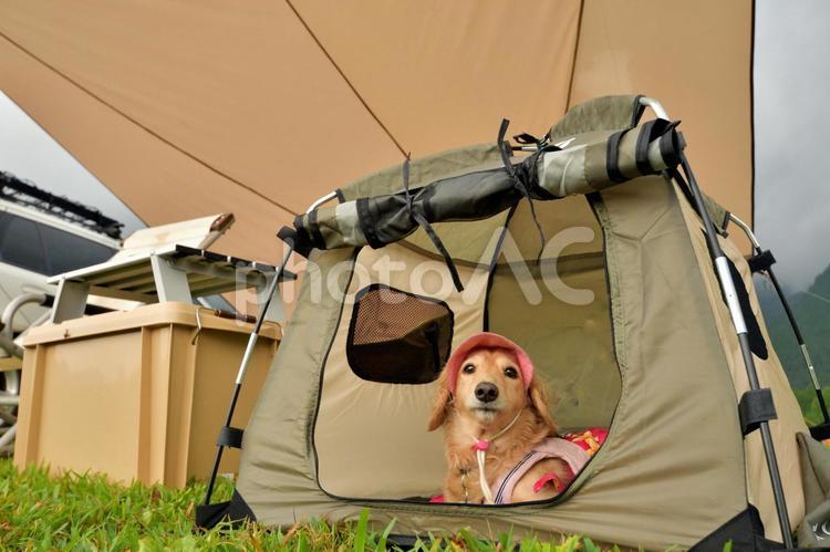 愛犬と車でキャンプ 風景,キャンプ,カーサイドの写真素材