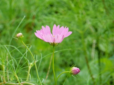 【花の写真】コスモス（秋桜） コスモス,秋桜,自然の写真素材