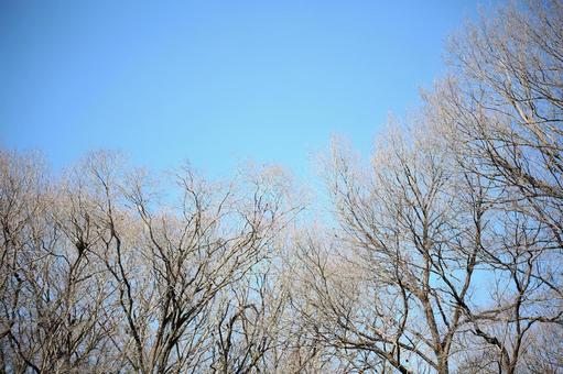 冬枯れの木々1 青空,冬枯れ,樹木の写真素材