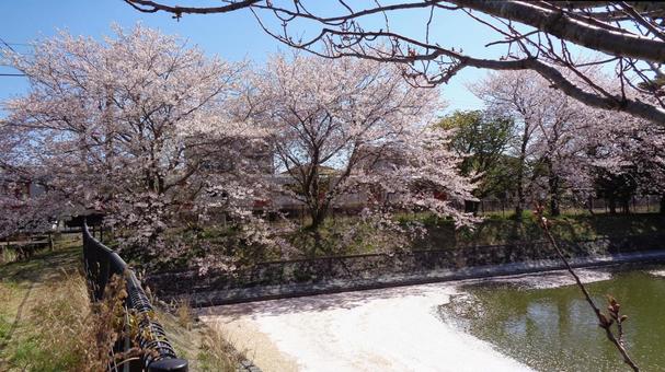 筑肥線と桜_2025_57 鉄道,線路,乗り物の写真素材