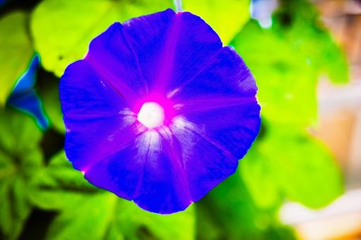 咲き誇る朝顔の花 咲き誇る朝顔の花 花,梅雨,写真の写真素材