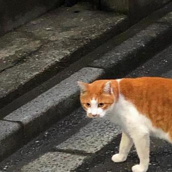 街を散歩する猫ちゃんの写真