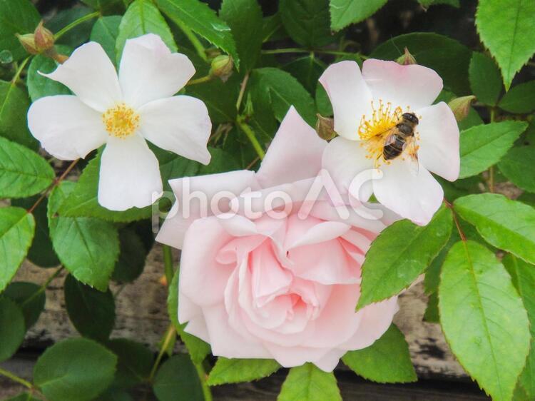 ミツバチとバラ バラ,ミツバチ,花の写真素材