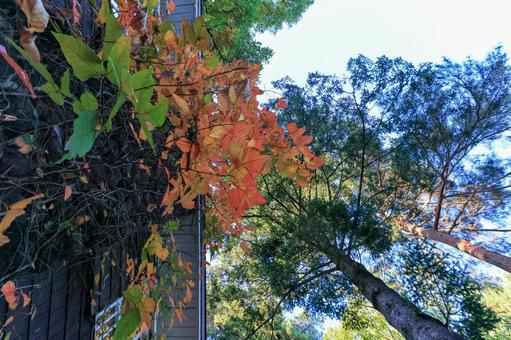 紅葉 紅葉 紅葉,シラキ,赤の写真素材