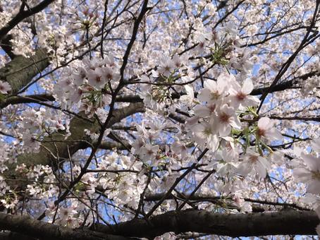 満開の桜。 満開の桜。の写真