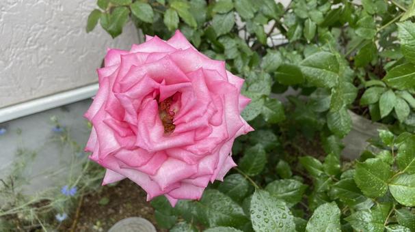 ピンクの薔薇 ピンクの薔薇 薔薇,バラ,花の写真素材