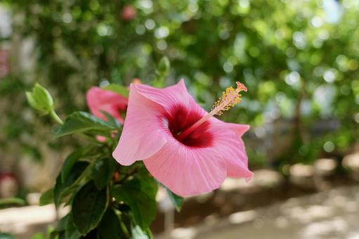 大船フラワーセンターのハイビスカス ハイビスカス,大船フラワーセンター,鎌倉の写真素材