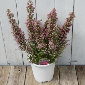 エリカ オータムルージュの鉢植え エリカ オータムルージュの鉢植えの写真