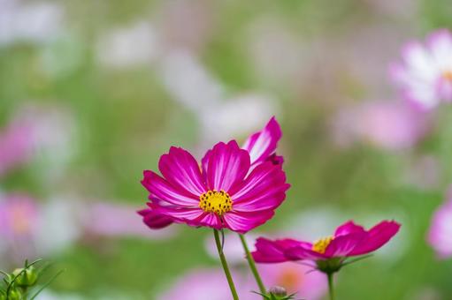 ピンク色に咲く秋桜のクローズアップ コスモス,花,秋の写真素材